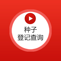 種子查詢
